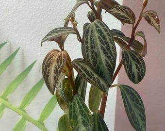 Peperomia trinervis  2” starter plant