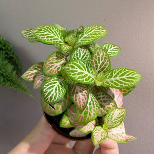 May include: A small Fittonia plant with vibrant green leaves featuring a distinct network of bright pink veins. The plant is potted in a small brown container, showcasing a dense cluster of foliage with a contrasting color pattern throughout.