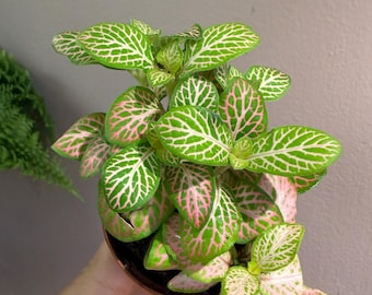Fittonia verschaffeltii | Fittonia Ruby Lime | 2”  potted plant| terrarium plant|rare fittonia|