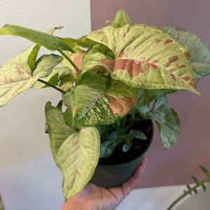 Syngonium Confetti 6” potted plant