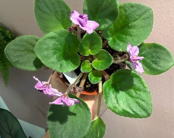 4” African Violet “Wrangler’s Banjo Dancing”| Harmony Violet| Rare African Violet