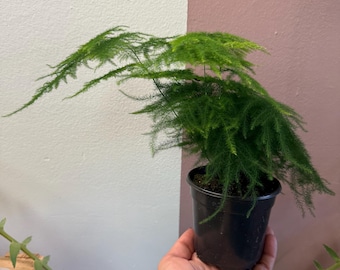 Philodendron Pteromischum Sp 'costa Rica' Small Rooted Plant - Etsy