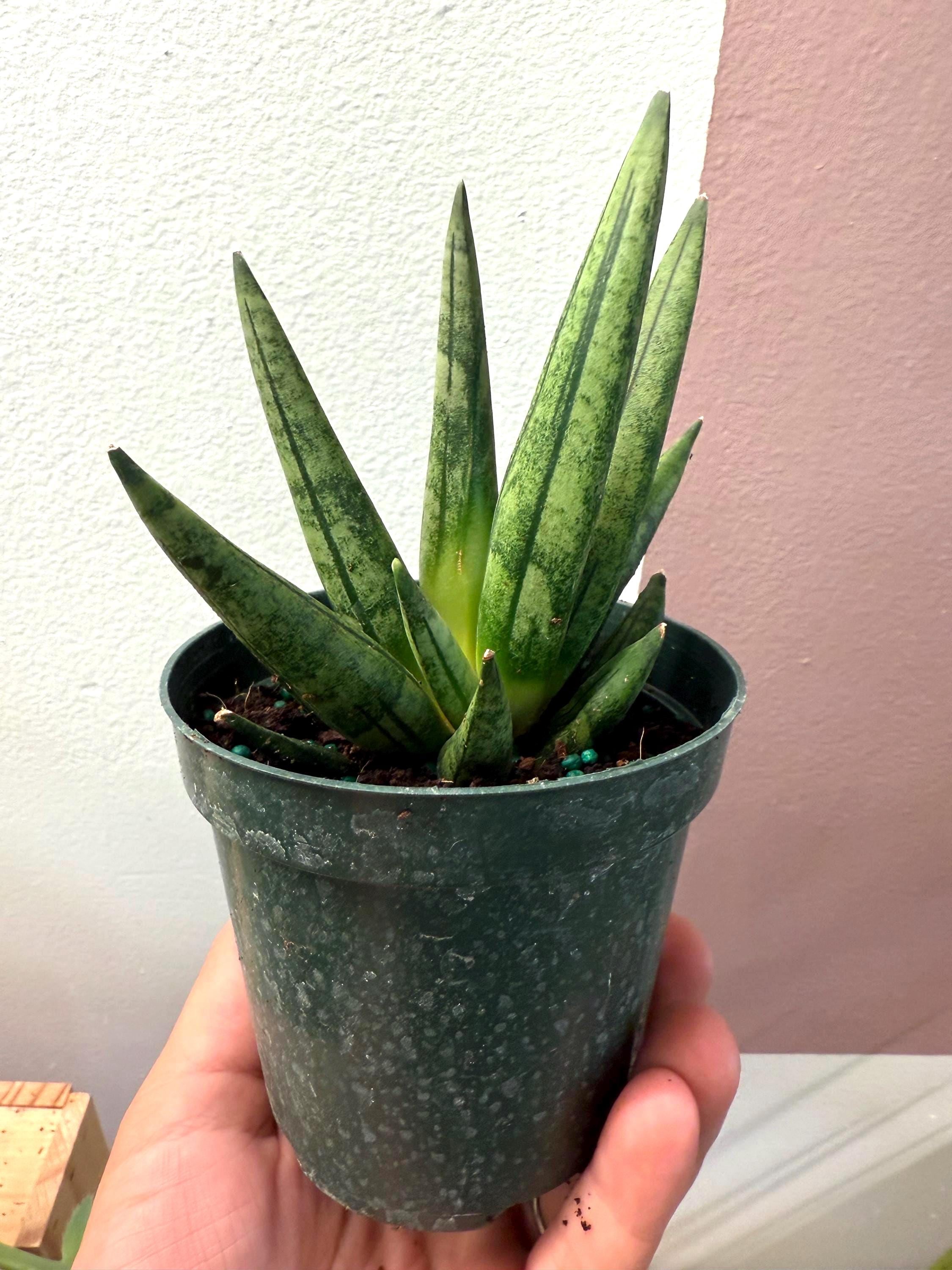 Sansevieria Hedgehog 4” Potted Plant. Uncommon Snake Plant - Etsy