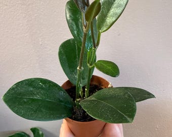 Hoya  australis  2” potted starter plant