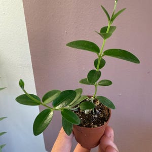 Hoya Hoya cumingiana 2” potted plant, small leaf hoya. Uncommon Hoya