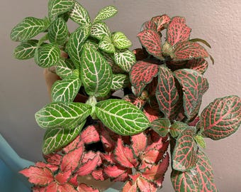 Fittonia, pack of three uncommon fittonia. 2” starter plants