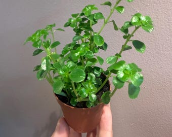 Pilea Depressa  ( baby tears) 2” starter plant