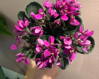 4” African Violet “Hunter’s Venom”| Harmony Violet| Rare African Violet