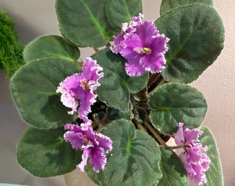 4” African Violet “Wrangler’s Boot Stompin”| Harmony Violet| Rare African Violet