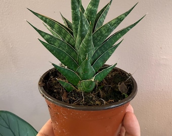 Sansevieria ‘Table Mountain’| 4” potted plant. Uncommon snake plant| uncommon sanseviera