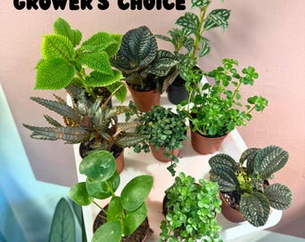 Pilea, growers choice set of 3 2” starter plants| terrarium plants| starter plants