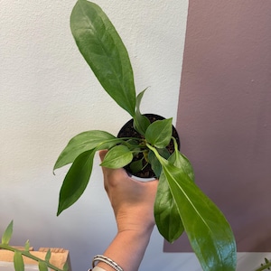 Anthurium big bill  4” potted plant