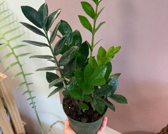 Black Zz Live Plant | Low Light House Plants | Black Queen Zz Houseplants  Fully Rooted | Easy Care Low Maintenance Plants Gift | Houseplants - Etsy