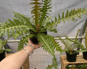 Brazilian tree fern 6” pot