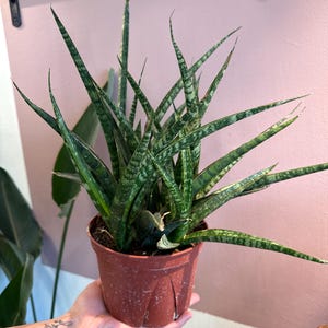 Sansevieria tiger crown 6 potted plant. Uncommon snake plant