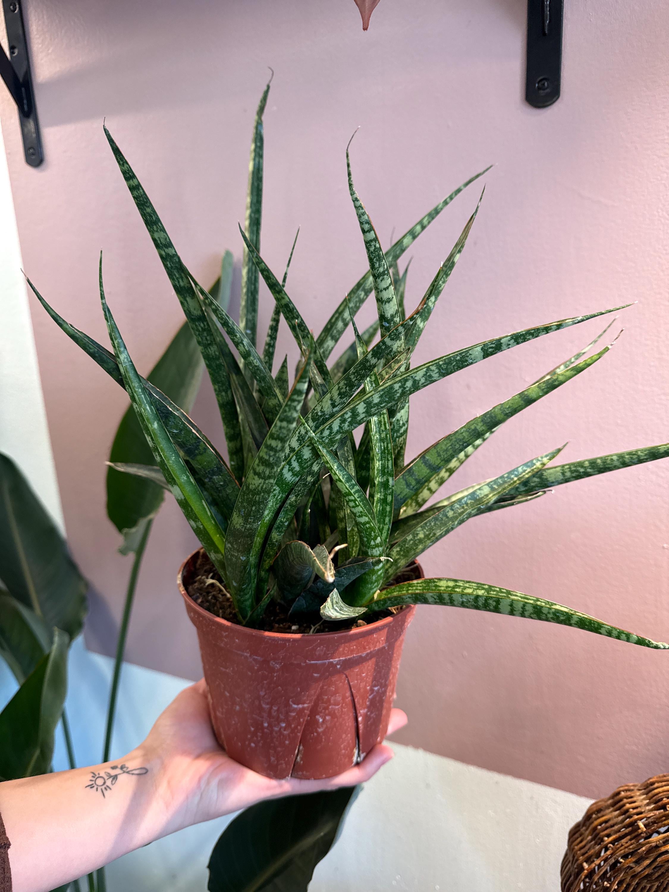 sansevieria boncel variegated Sansevieria Boncel Variegata | Variegated Starfish Sansevieria Snake Plant  | Care Guide and Pro Tips - Delivery from Toronto across Canada
