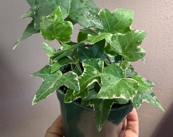 English ivy white variegated 4” potted plant, English ivy, easy vining plant