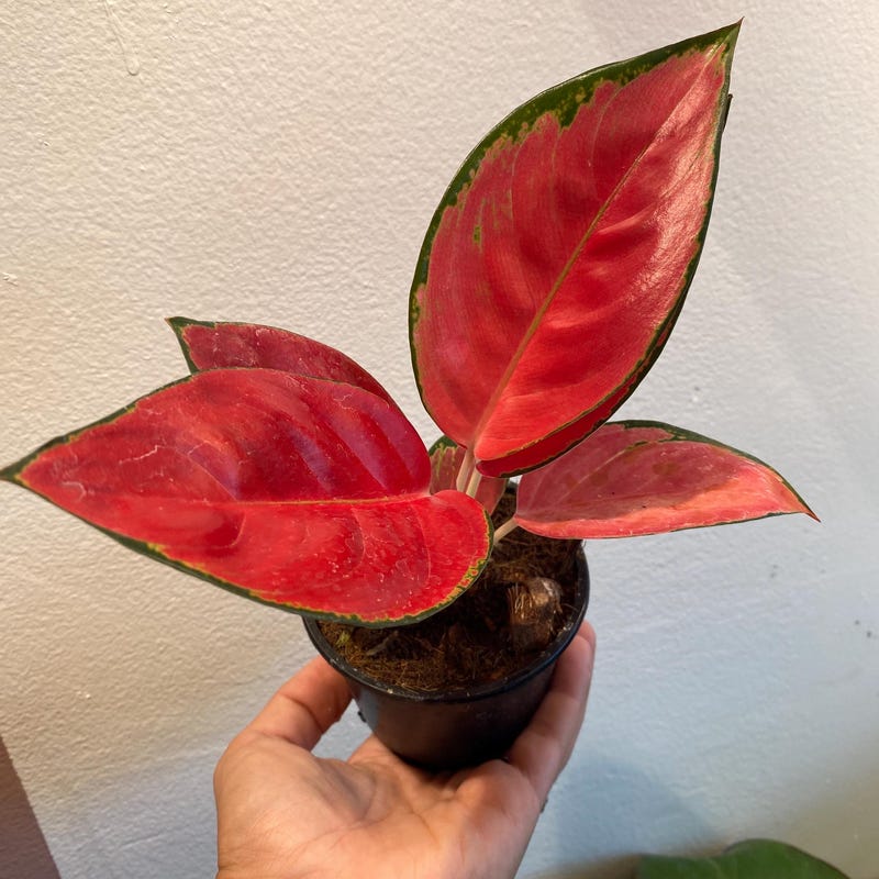 Chinese Evergreen Aglaonema - Etsy