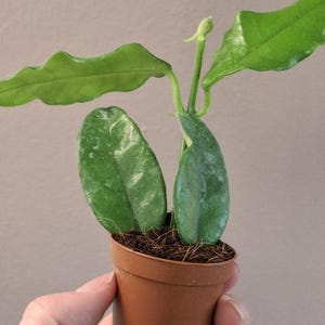 Hoya villosa, Hoya globulosa,   2” potted plant,  Uncommon Hoya