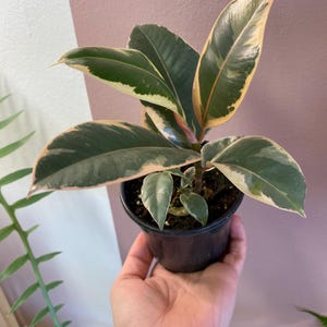 May include: A small potted plant with variegated leaves. The leaves are green with cream-colored variegation. The plant is in a black plastic pot.