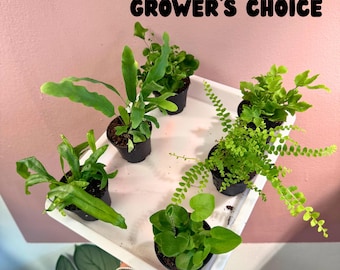 Ferns, growers choice set of 3 2” starter plants| terrarium plants| starter plants