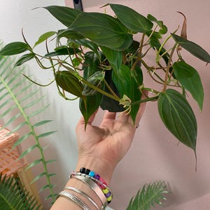 May include: A potted houseplant with dark green leaves and trailing vines. The plant is held in a person's hand, with several silver bracelets and a colorful beaded bracelet on the wrist. The background is a light pink wall.
