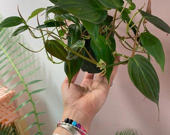Philodendron Micans 4” pot. Velvet leaf philodendron