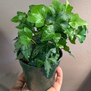 English ivy green 4” potted plant, English ivy, easy vining plant