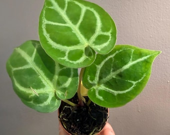 Anthurium crystallinum small 2” starter plant