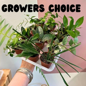 May include: A white tray holds several small potted plants with various green foliage. The tray is held by a person with silver bracelets. The text "GROWERS CHOICE" is displayed above the plants against a white and pink background.
