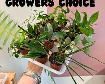 Premium collector hoya 2” growers choice, mystery set of 3, 5 or 7 plants. Uncommon Hoya starter plants