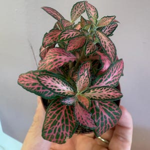Fittonia Mosaic Pink Forest 2” starter plant
