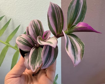 Tradescantia nanouk, lilac wandering dude , inch plant 2” starter plant