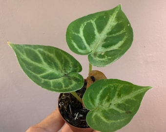 Anthurium crystallinum ‘silver blush’ small 2” starter plant