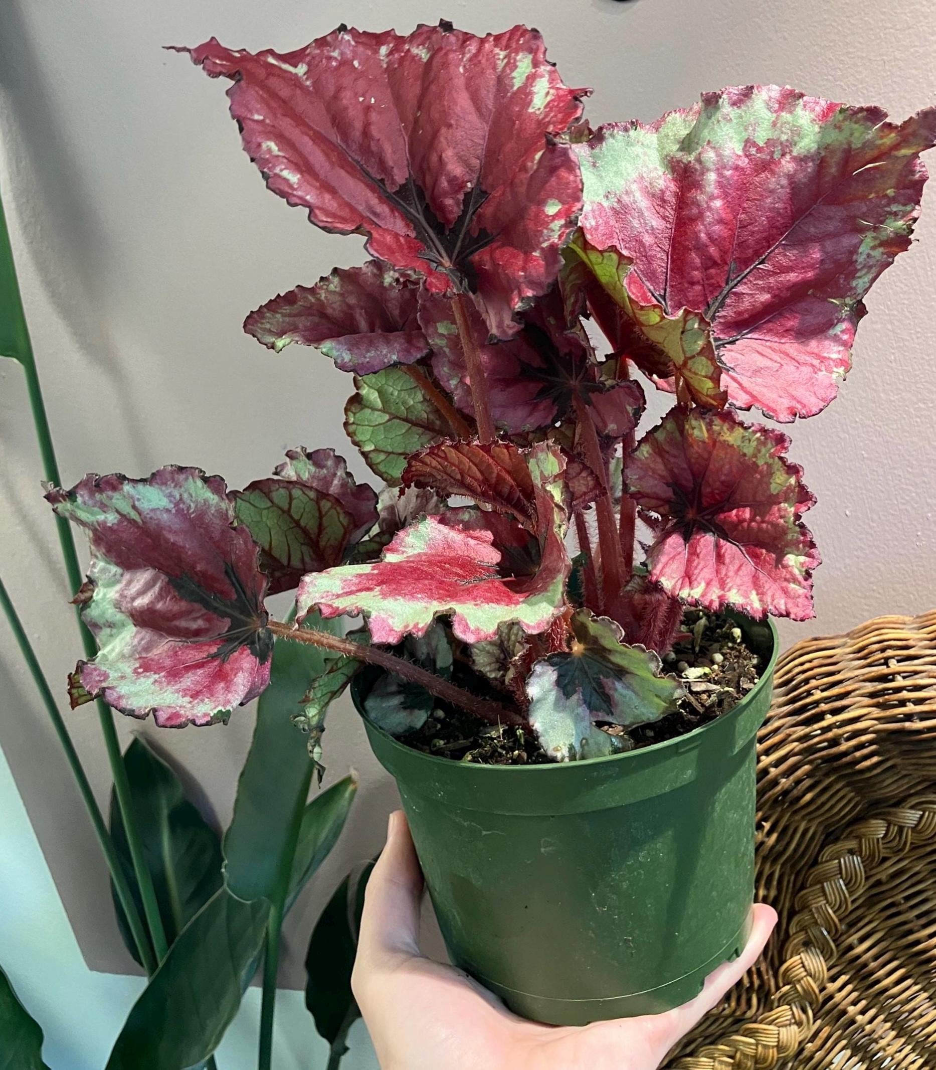 Rajah Begonia - Etsy