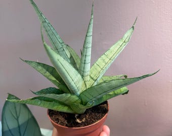 Sansevieria ‘long white’ | 4” potted plant. Uncommon snake plant
