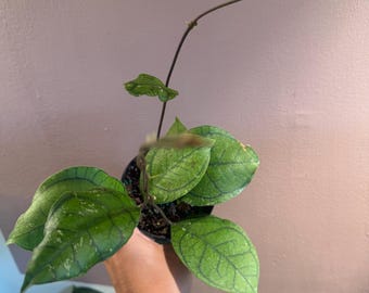 Hoya  Callistophylla ‘vena’ 4” potted plant,  Uncommon Hoya