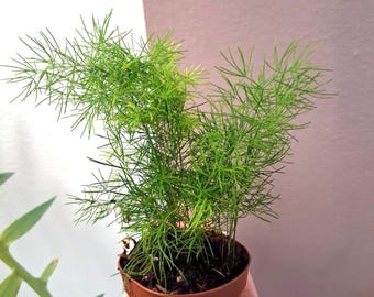 Ming asparagus fern 2” starter plant