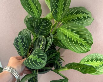 Lemon lime maranta 6” potted plant| prayer plant|office plant| pet friendly plant| praying hands plant