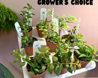 grower’ choice Columnea pack of 3 2” plants| Goldfish plants| starter columnea|