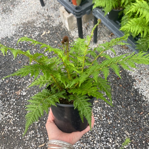 Australian tree fern 6” pot