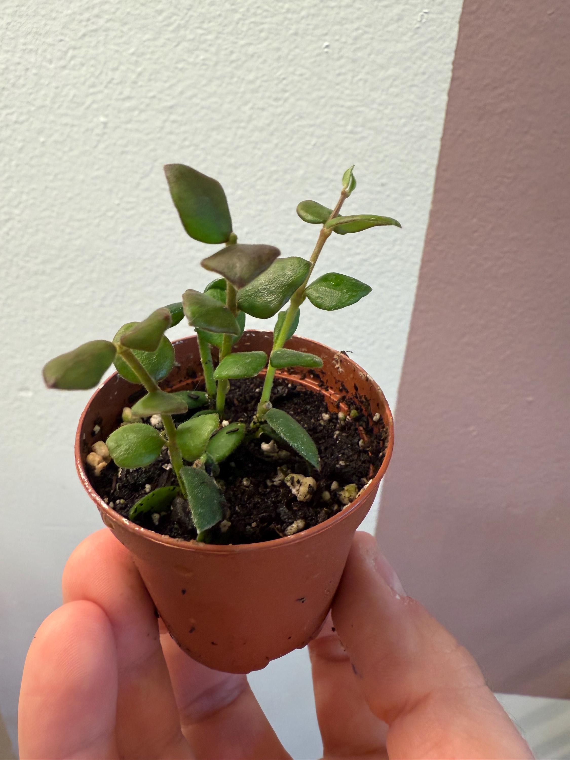 レア ホヤ Hoya Chinghungensis Variegat サクララン Hoya