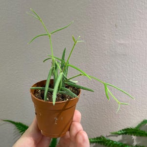 Hoya linearis 2” starter plant