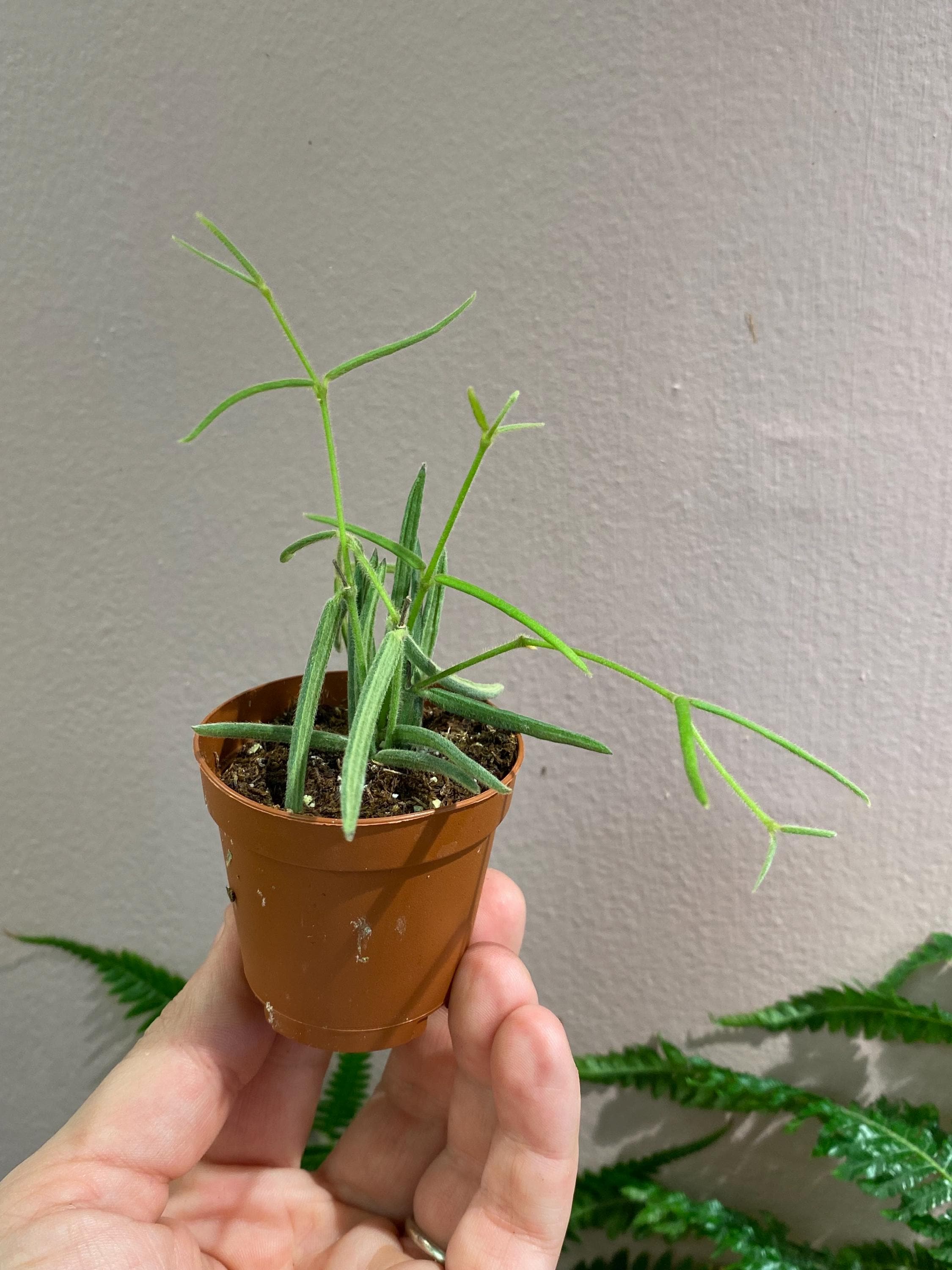 Hoya Linearis - Etsy