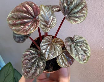 Peperomia Red ripple  2” starter  plant, terrarium plant