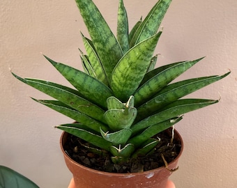 Sansevieria green tower  | 4” potted plant. Uncommon snake plant