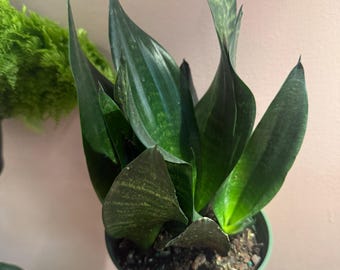 Sansevieria black dragon| 6” potted plant. Uncommon snake plant