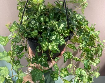 Hedera helix 'Golden Jytte' 8” hanging basket|  rare english ivy| variegated ivy| full hanging basket