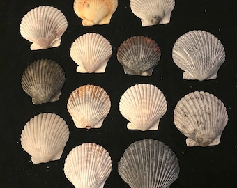 May include: A collection of 14 scallop shells in various shades of white, gray, and brown. The shells are arranged in a circle on a black background.