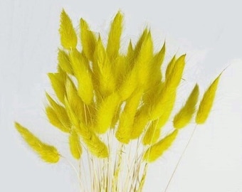 30pc Yellow Bunny Tails | DIY Dried Florals| Dried Reed decor | Red Bunny Tails | Home accessories | Lagurus |Mini Pampas | Vase Fillers